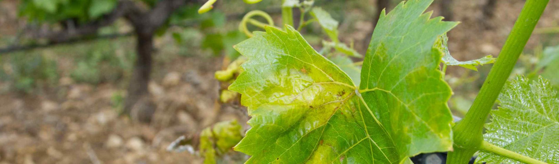 Contre le midliou, l’efficacité des solutions Zorvec™ Zelavin en vidéo