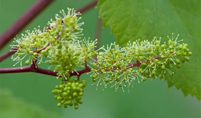 Vigne en floraison