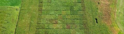 Vincent, au cœur de l’expérimentation pour une agriculture plus durable