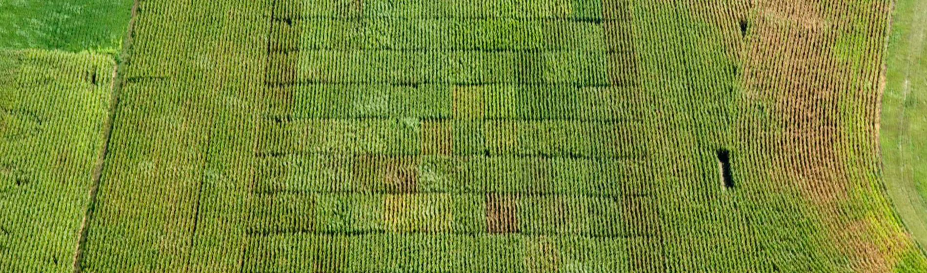 Vincent, au cœur de l’expérimentation pour une agriculture plus durable