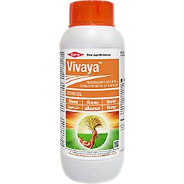 Vivaya
