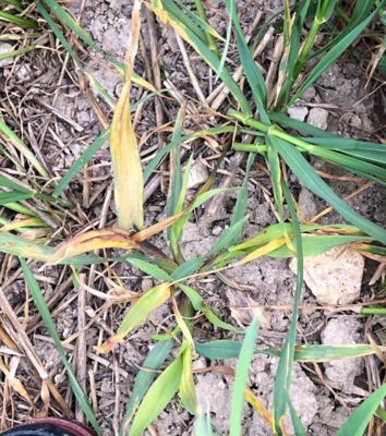 Volunteer Oat Control