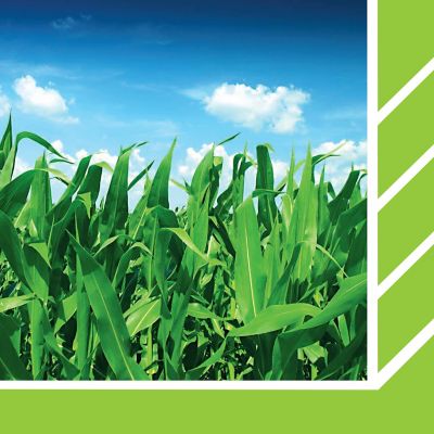 IMG-WWW_3000X3000_NEW Kinsidro_Grow-Corteva-EU-BG-V1