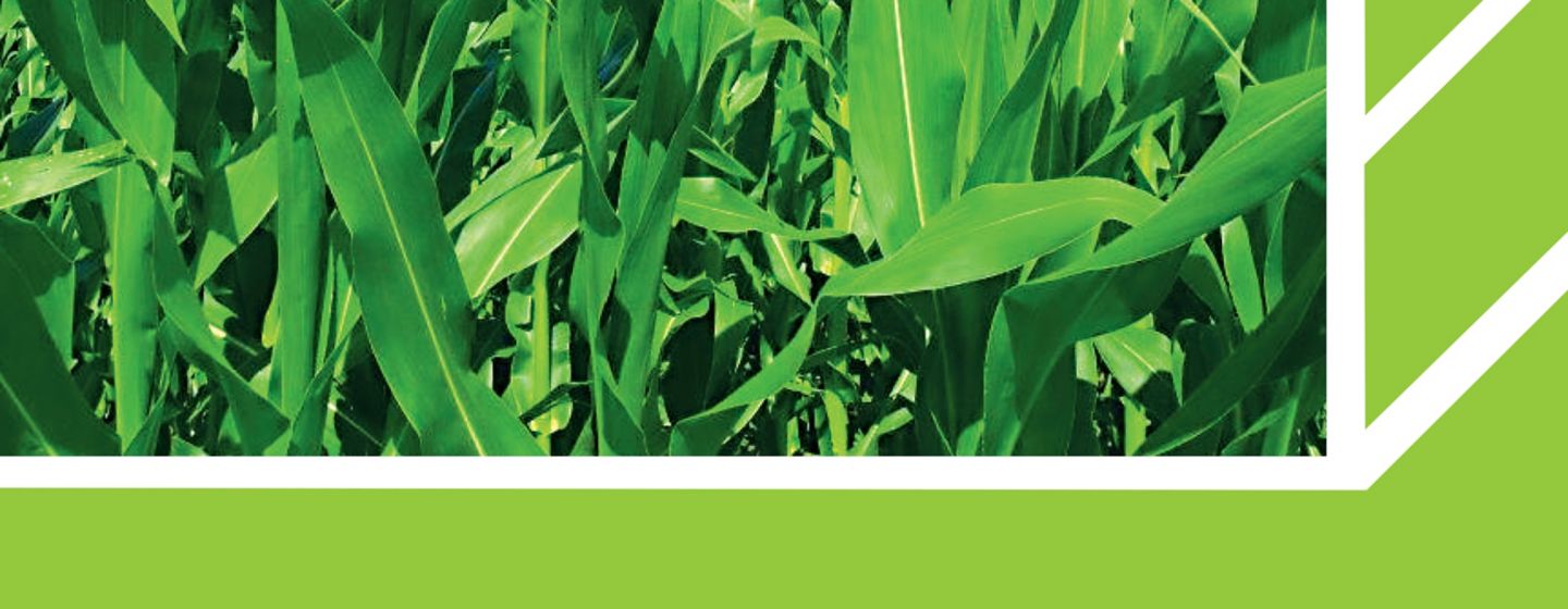 IMG-WWW_3000X3000_NEW Kinsidro_Grow-Corteva-EU-BG-V1