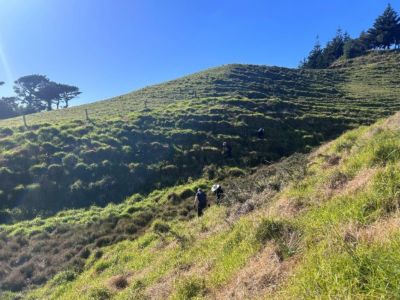 The steep planting area contrasts starkly with Waireka's flat research plots.