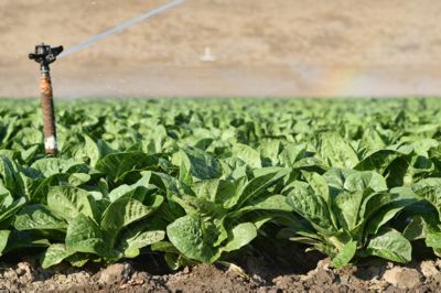 lettuce being wateres