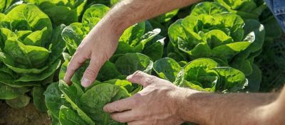 Man's hands inspecting lettuce
