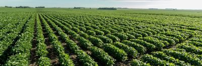 panorama of green crops under blue sky