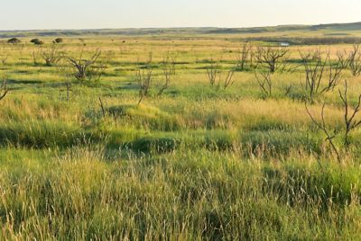 Mesquite mortality in West TX