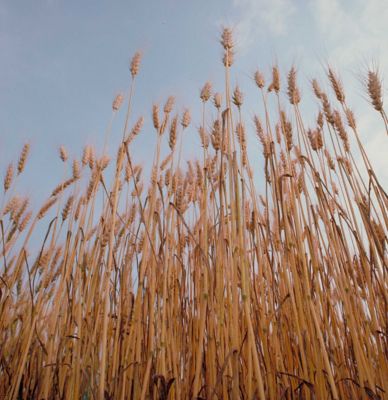 Protection Through Patents