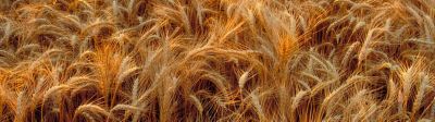 Wheat- closeup - plant stalks in field - scenic