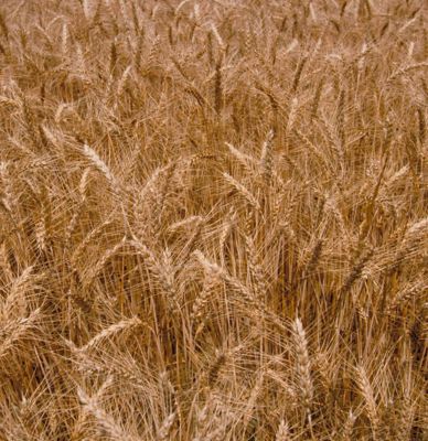 Your Seed Is Protected