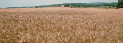 Delivering Wheat Varieties with Exceptional Yield Potential