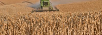 Wheat harvest
