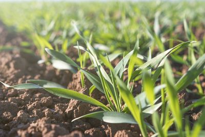 Wheat seed treatments