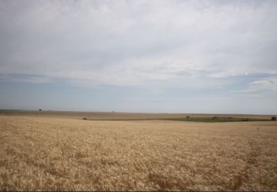 Wheat field cover crop