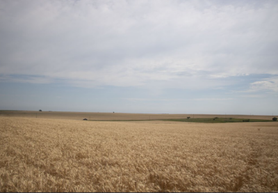 Wheat field cover crop
