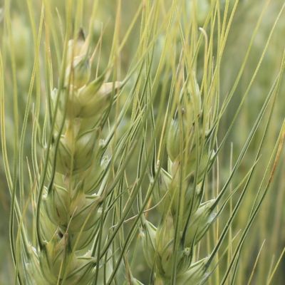 Image of wheat field