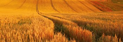 IMG-WheatField-1-Beauty-2880x1000