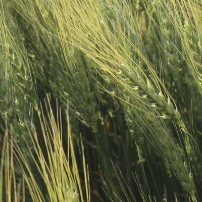 Image of wheat field