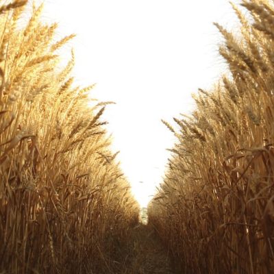 Image of a wheat field