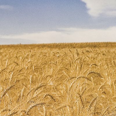 Image of combine in wheat field