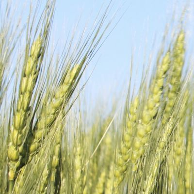 Image of wheat field