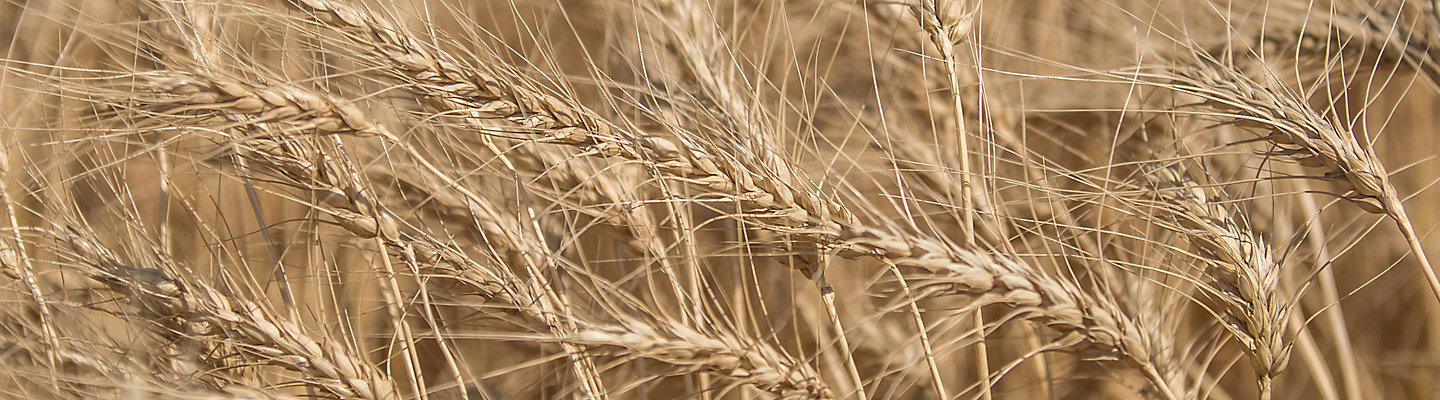 Wheat stalk close-up