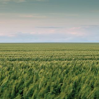 Wheat field