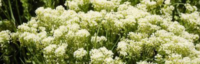 Whitetop; Hoary cress