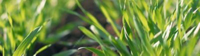 T2 fungicide spray
