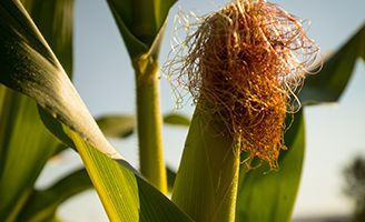 Ear of corn on stalk