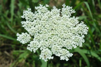 Wild Carrot bloom