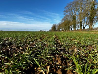 Winter wheat in February 