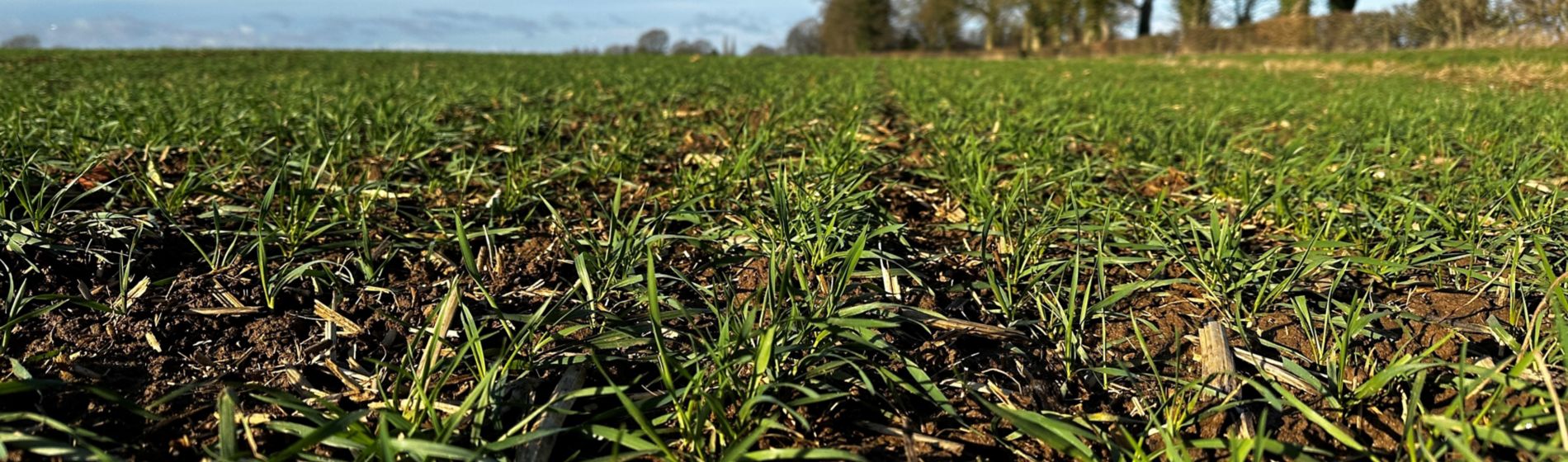 Winter wheat in February 