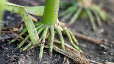 wireworms article header