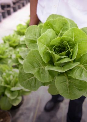Closeup of lettuce being held