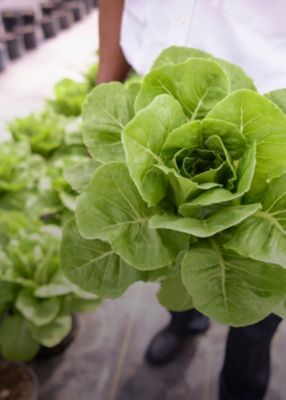 Anúncio da Corteva coloca em xeque futuro do clorpirifós :: Repórter Agro