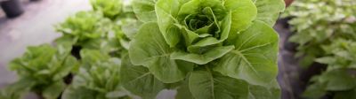 Closeup of lettuce being held