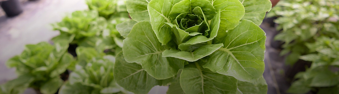 Closeup of lettuce being held
