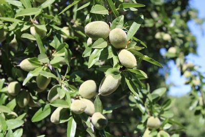 Promotes Uniform Growth and Stress Resilience