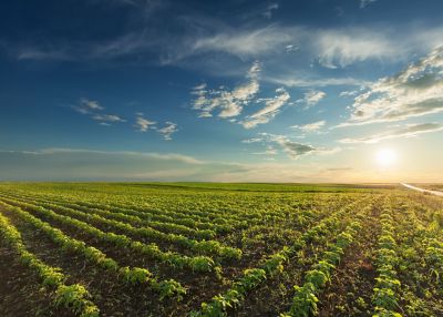 Young soybean crop at sunset