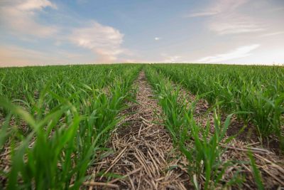 Low-angle view of young green barley plants growing in parallel rows through dry crop residue, extending toward the horizon beneath a partly cloudy sky.