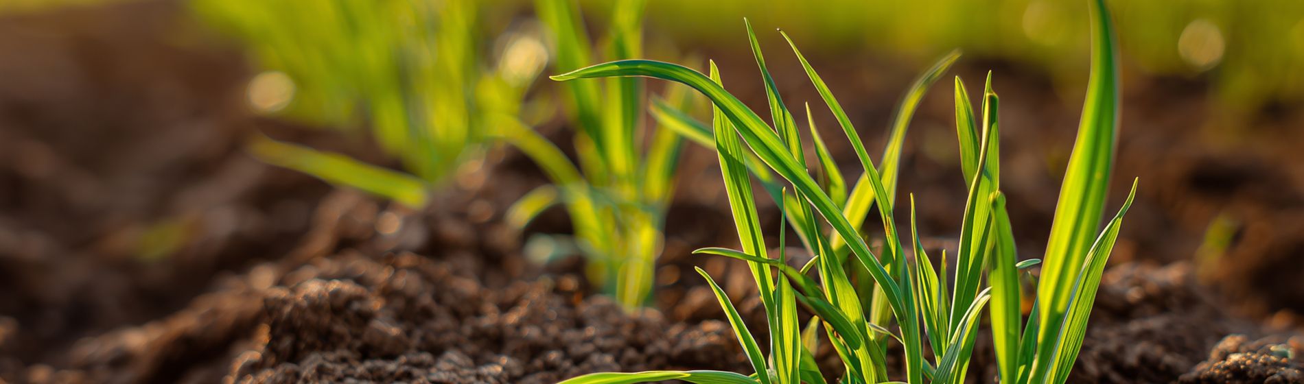 plant-growing