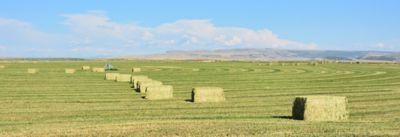 alfalfa bales