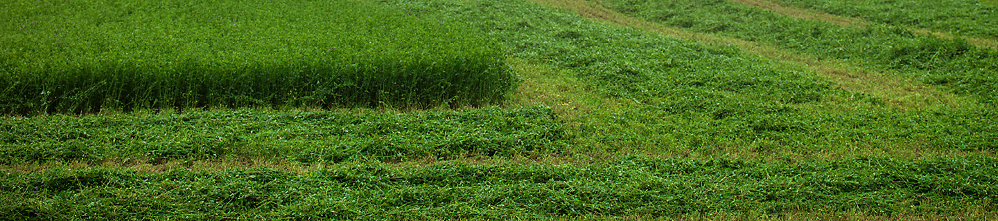 Alfalfa Field, alfalfa