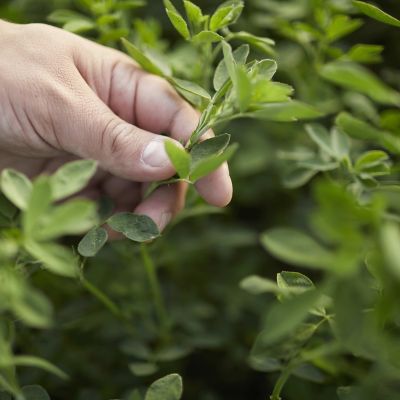 Alfalfa - hand holding alfalfa plant - closeup