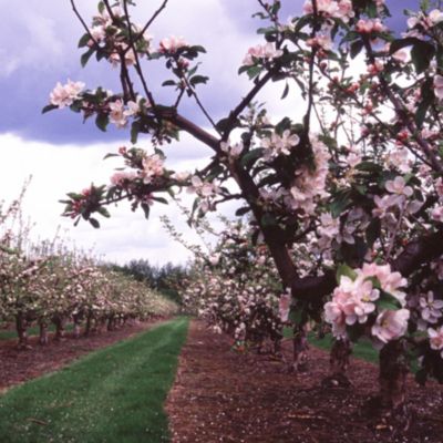 apple orchard in flower