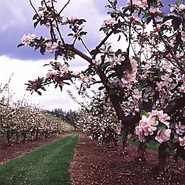 apple orchard in flower