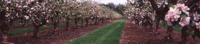 apple orchard
